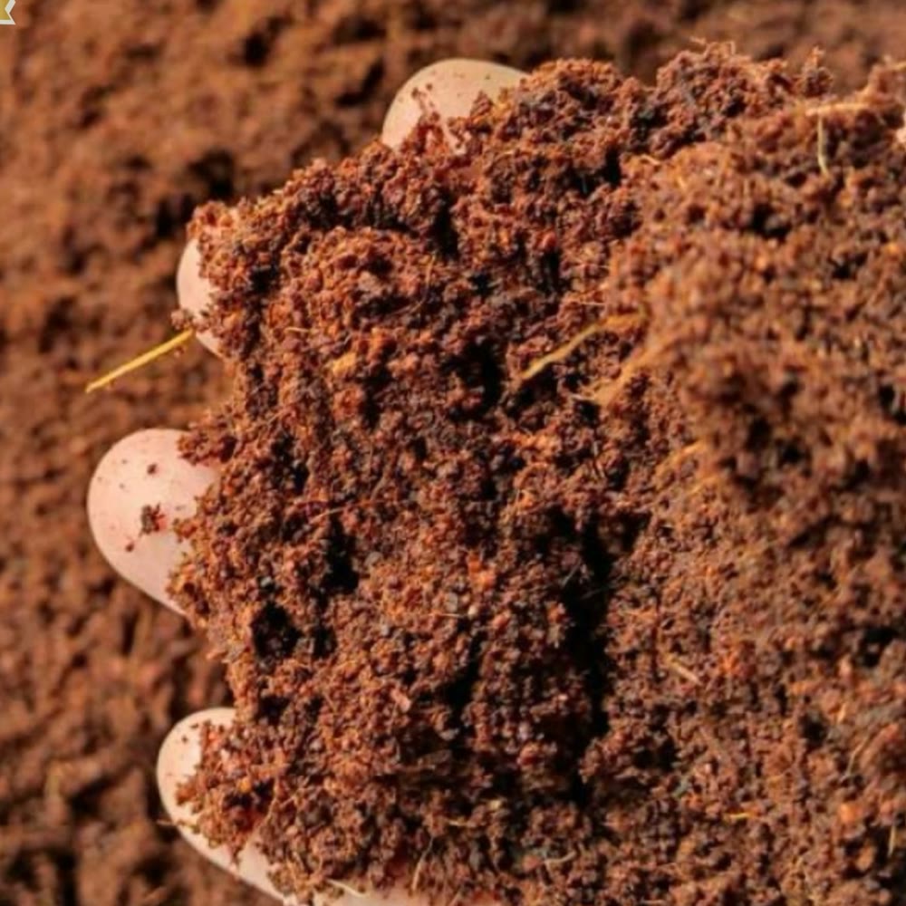 Handful of washed cocopeat from a Shakti Agro batch