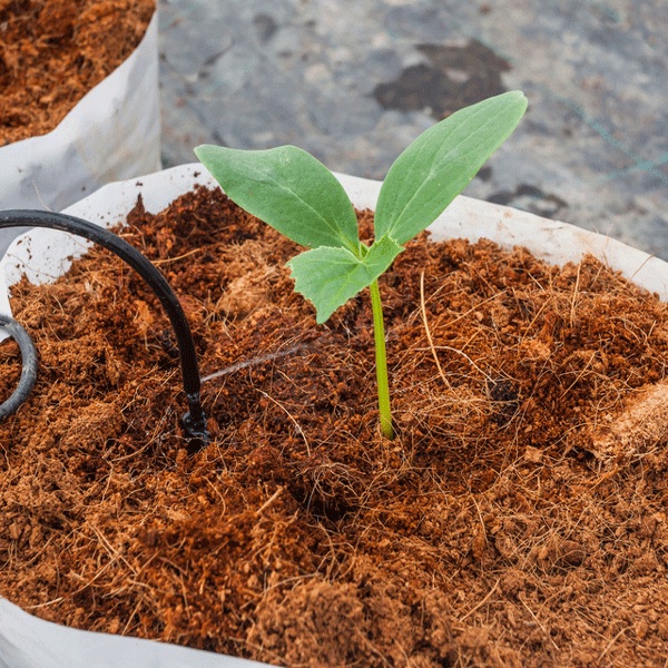 A seedling growing in cocopeat with drip irrigation